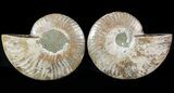 Sliced Fossil Ammonite Pair - Agatized #46504-1